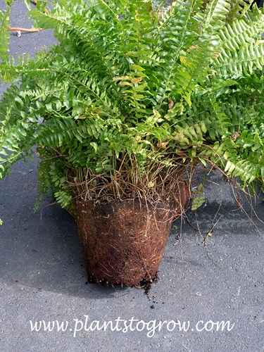 This is a pot bound Boston Ivy (Nephrolepis exaltata bostoniensis)
It has fine roots and being this pot bound doesn't seem to bother it much.  This is typical of the plant.